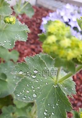 花園,vrouwenmantel,花卉