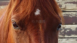 馬,馬頭,頭