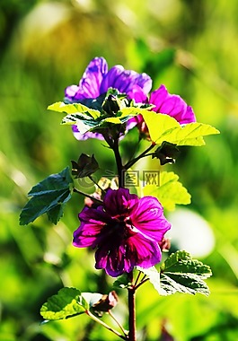 花,開花,鮮花