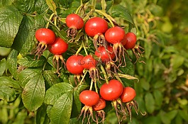 性質(zhì),植物,玫瑰