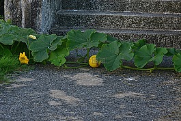 南瓜,蔬菜,黃色