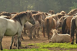 動物,哺乳動物,馬
