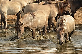 動物,哺乳動物,馬