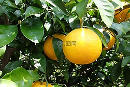 果實(shí),葉子,食品