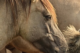 動物,哺乳動物,馬