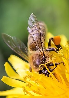 蜜蜂,特寫(xiě),昆蟲(chóng)