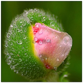 罌粟花,芽跳,露珠