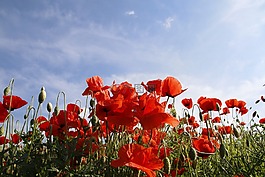 罌粟,矢車(chē)菊,紅罌粟