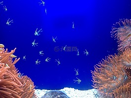 魚,動(dòng)物,水族館