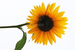 太陽花,花,開花