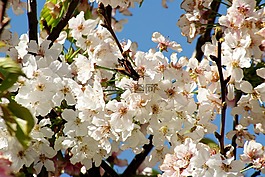 鮮花,蝴蝶,樹