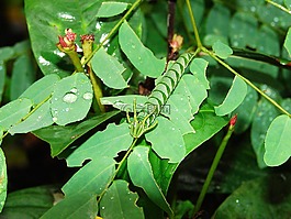 葉,自然,植物區(qū)系