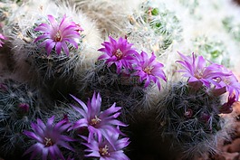 仙人掌,開(kāi)花仙人掌,紫