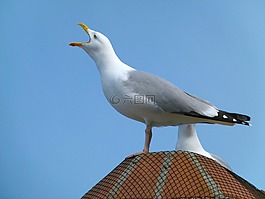 海鷗,鳥,天空