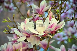 玉蘭,白玉蘭樹,鮮花