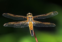 蜻蜓,昆蟲(chóng),性質(zhì)