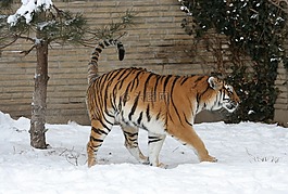 成年虎,雪,動物園