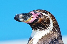 企鵝,鳥,關閉