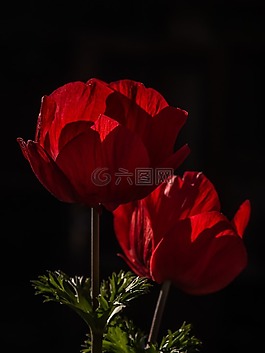 花,開花,海葵