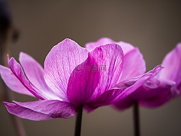 海葵,花,開花