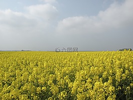 油菜田,性质,格罗宁根
