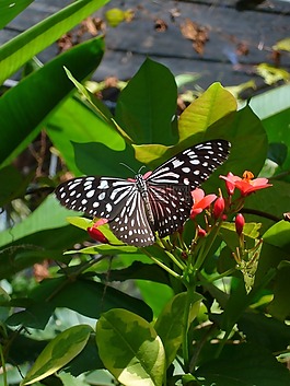 蝴蝶,鮮花,昆蟲(chóng)