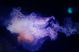 海蜇,自然,世界