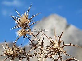性質(zhì),廠,關(guān)閉