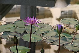 睡蓮,花,植物