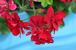 掛天竺葵,紅色,藍(lán)色