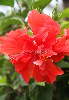 花,紅色,植物