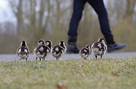 nilgans,鸟类,家禽