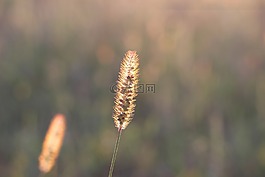 草,植物,晚上