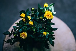 花,黃色,花瓣