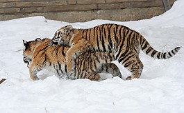 虎,播放,雪