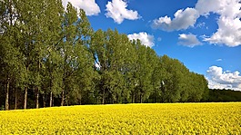 春天,westerwald,字段