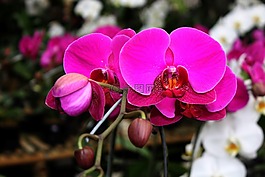 蘭花,粉紅色的花,紫色