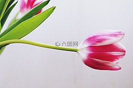 郁金香,開花,粉紅色