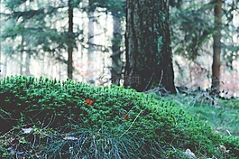 森林,希爾,景觀