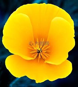 花,黃色,春