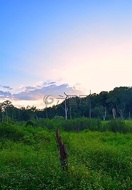 原野,景觀,綠色