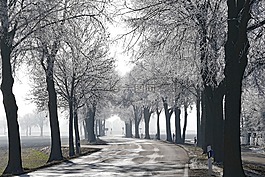 樹,路,性質(zhì)