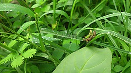蝗蟲,昆蟲,花園