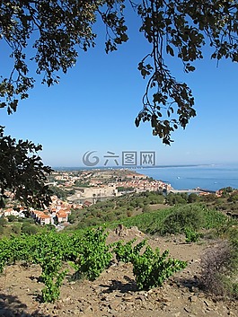 藤,海,海洋