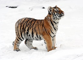 虎,虎崽,雪