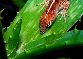 棕色阿诺莱,anolis sagrei,蜥蜴