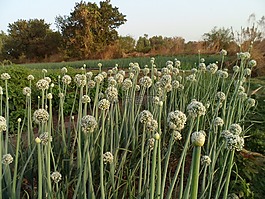花園,洋蔥,蔬菜