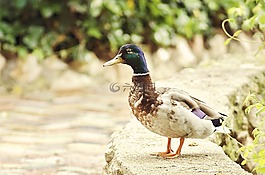 鴨,性質,動物