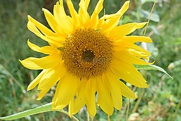 太陽花,關(guān)閉,開花