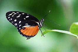 蝴蝶,昆虫,花园